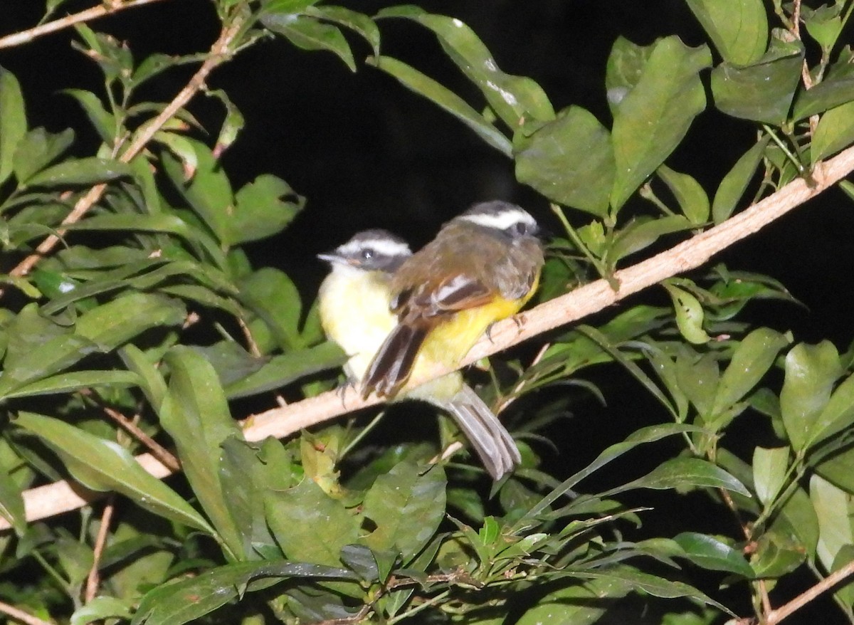 Rusty-margined Flycatcher - ML640770618