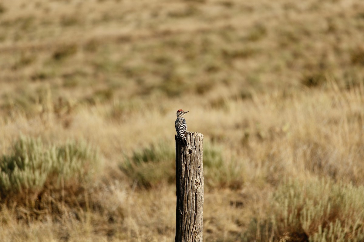 Ladder-backed Woodpecker - ML640770648