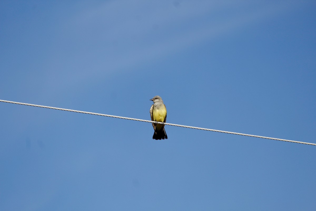 Western Kingbird - ML640770665
