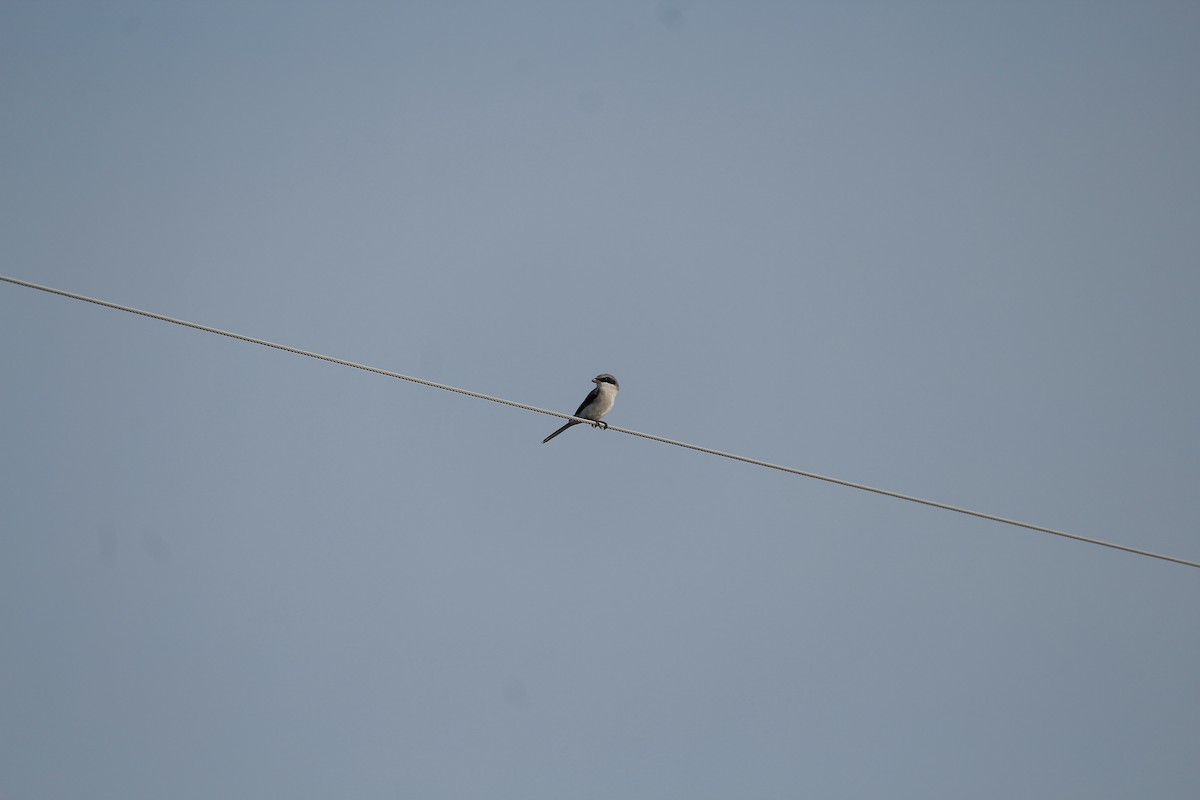 Loggerhead Shrike - ML640770673