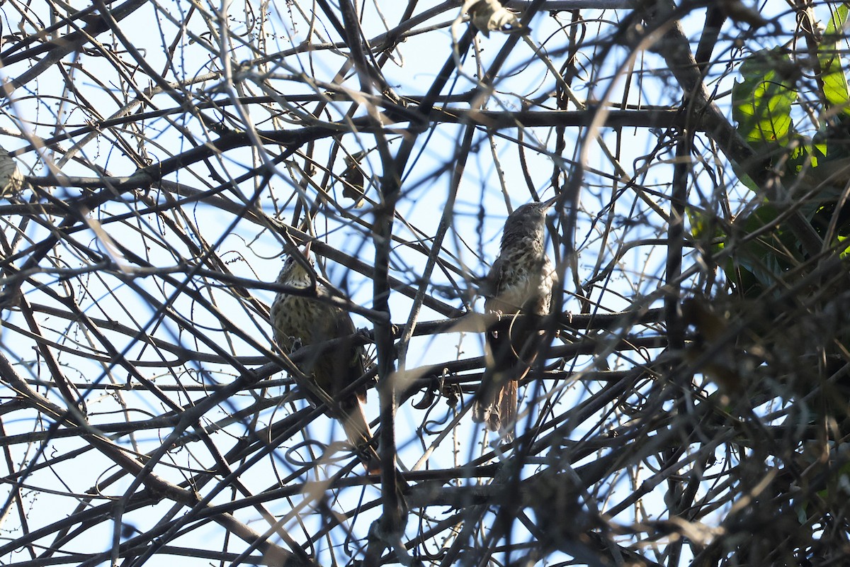 střízlík drozdí - ML640770689