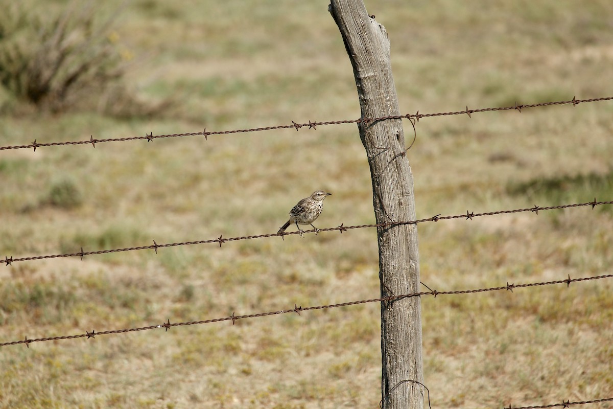 Sage Thrasher - ML640770703
