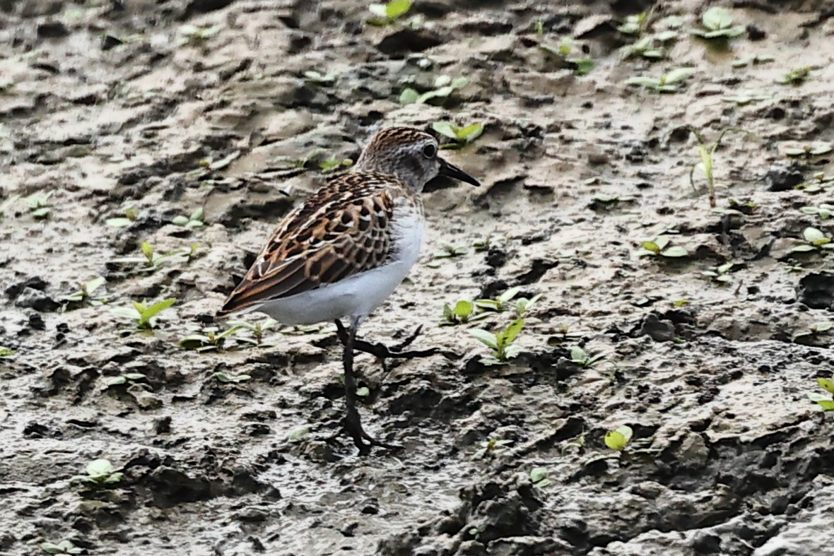 Calidris sp. (petit bécasseau sp.) - ML640770776