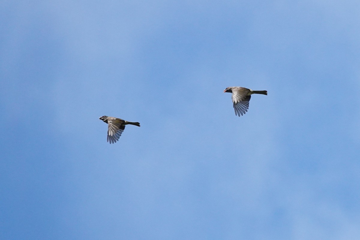 Palmchat - ML640770844