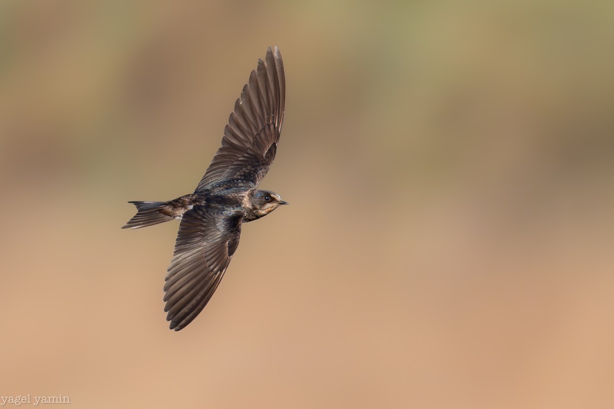 Barn Swallow - ML640770850