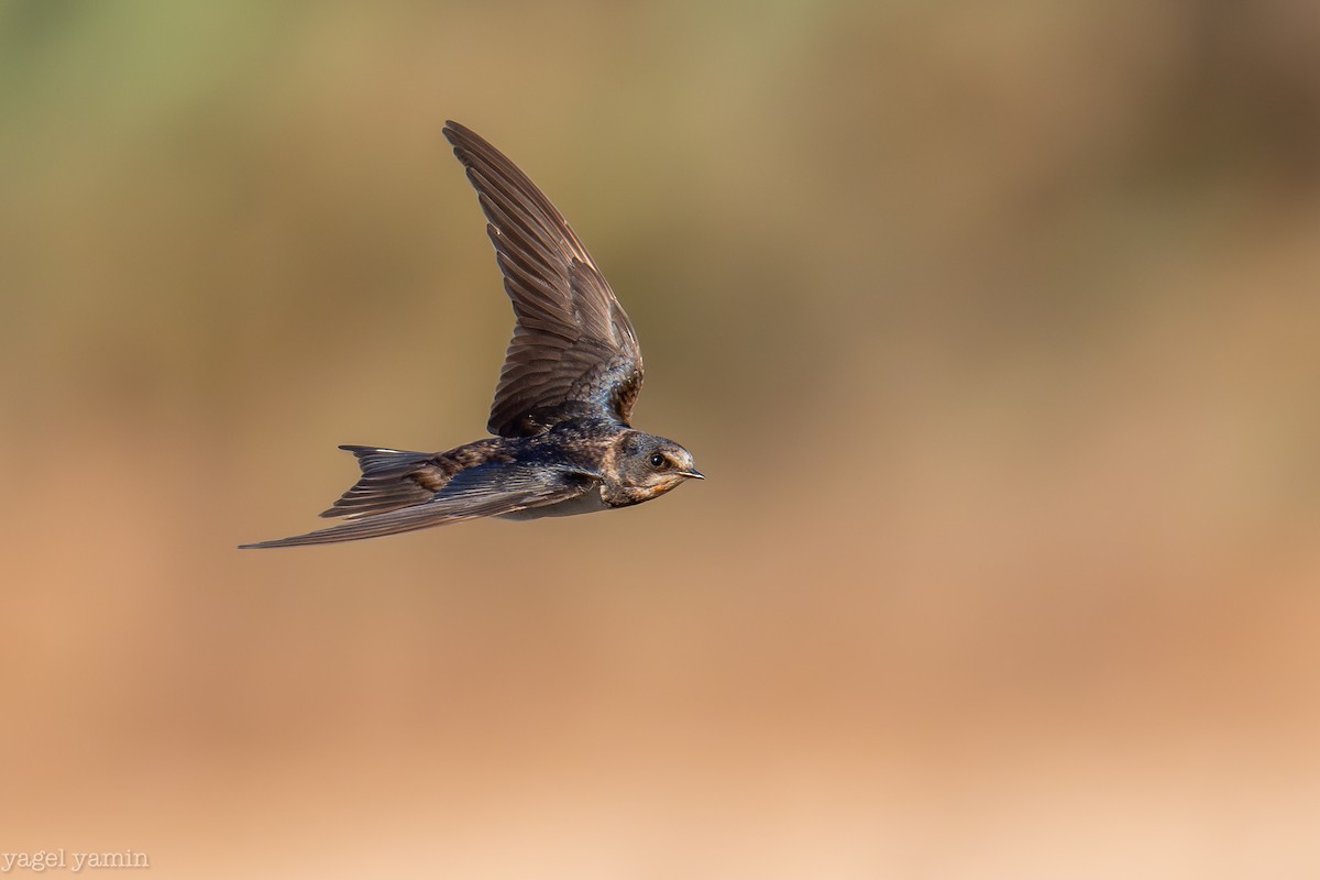 Barn Swallow - ML640770851