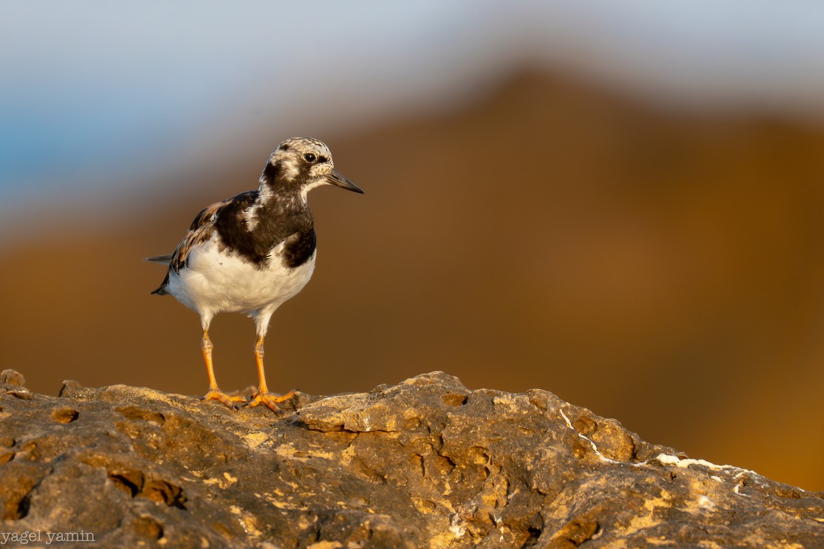 Ruddy Turnstone - ML640770871