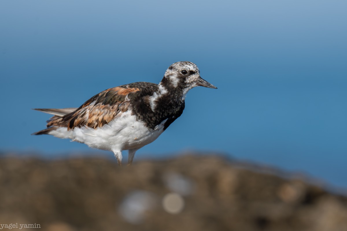 Ruddy Turnstone - ML640770872