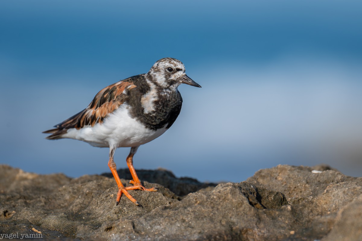 Ruddy Turnstone - ML640770873