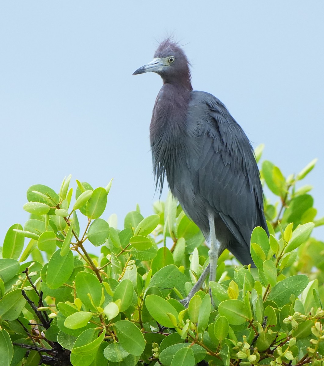 Little Blue Heron - ML640770874
