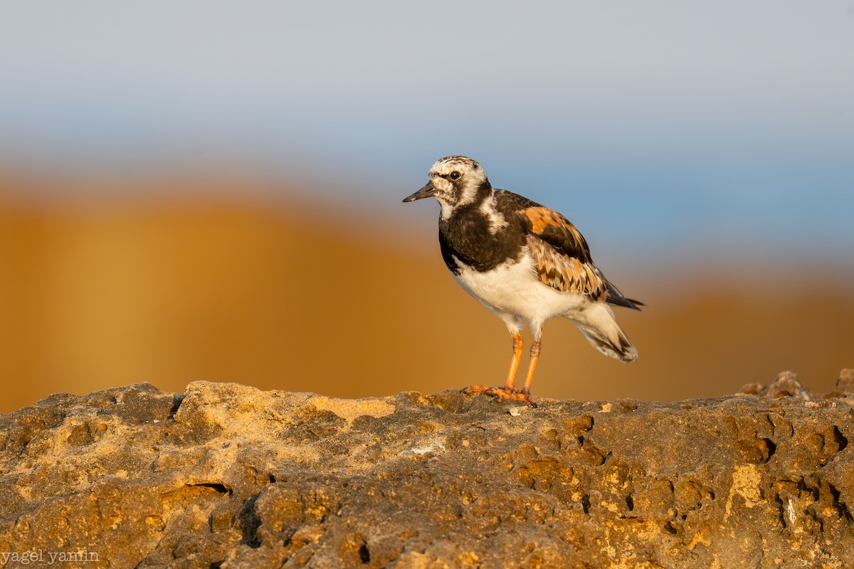 Ruddy Turnstone - ML640770876