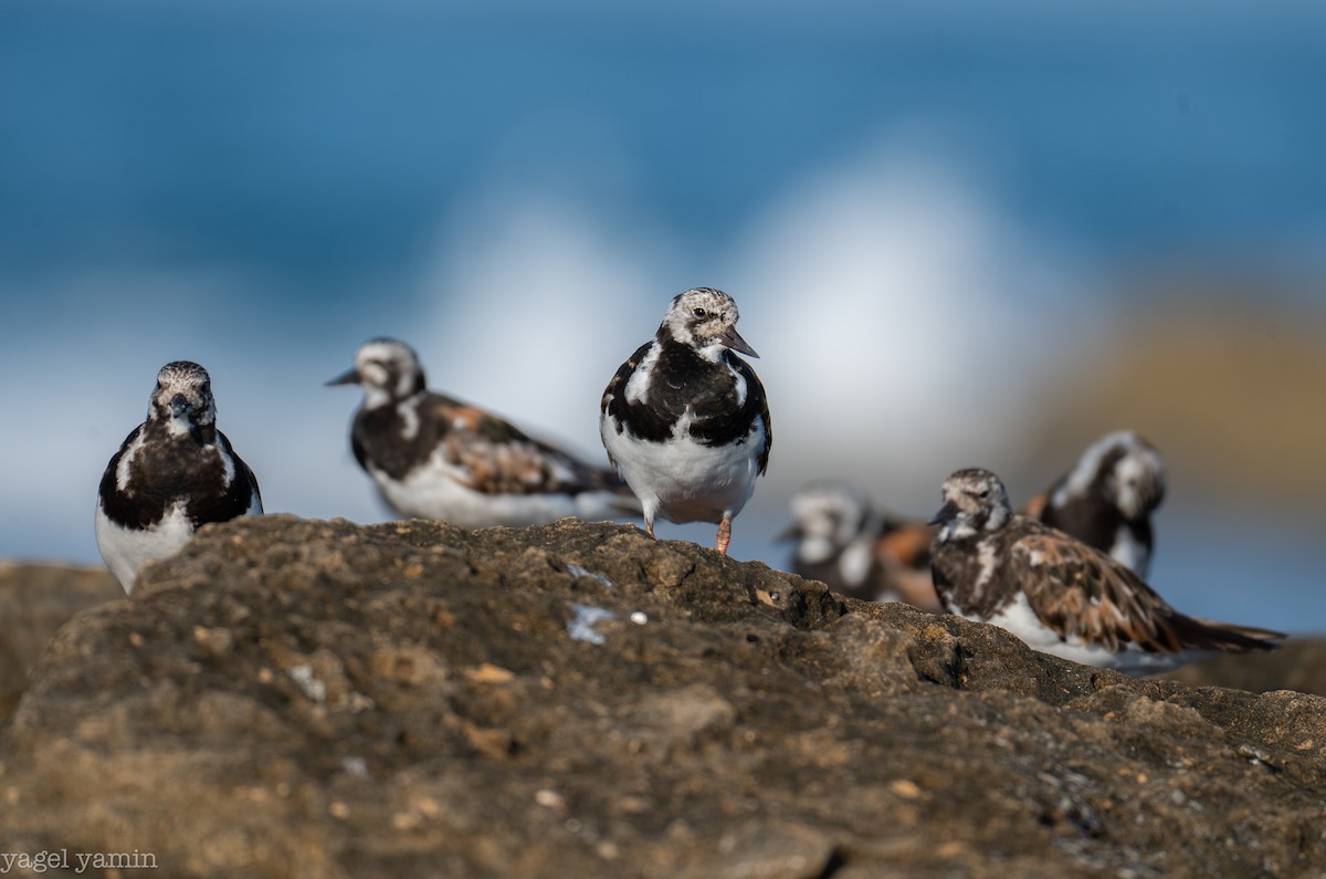 Ruddy Turnstone - ML640770878