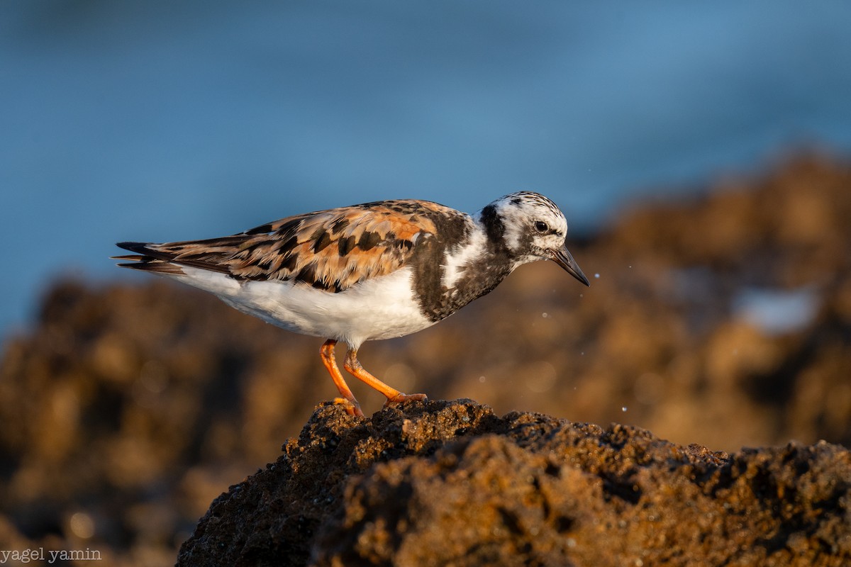 Ruddy Turnstone - ML640770881