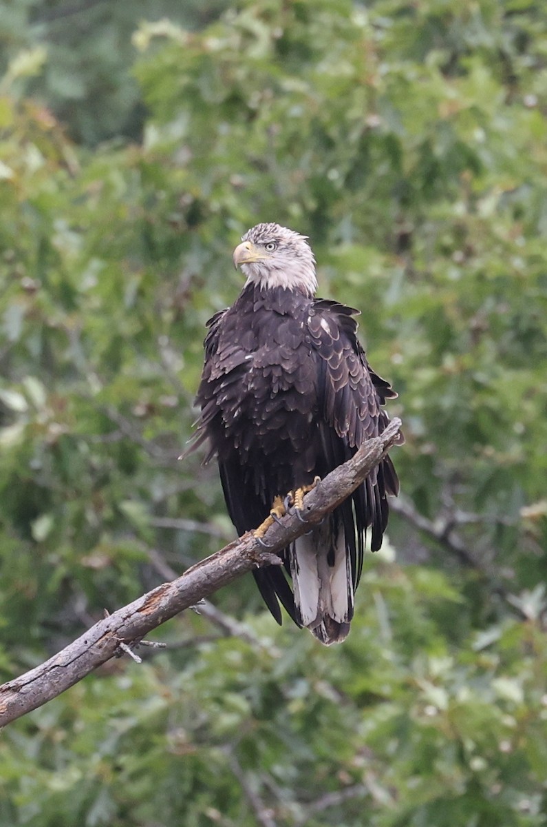 Bald Eagle - ML640770914