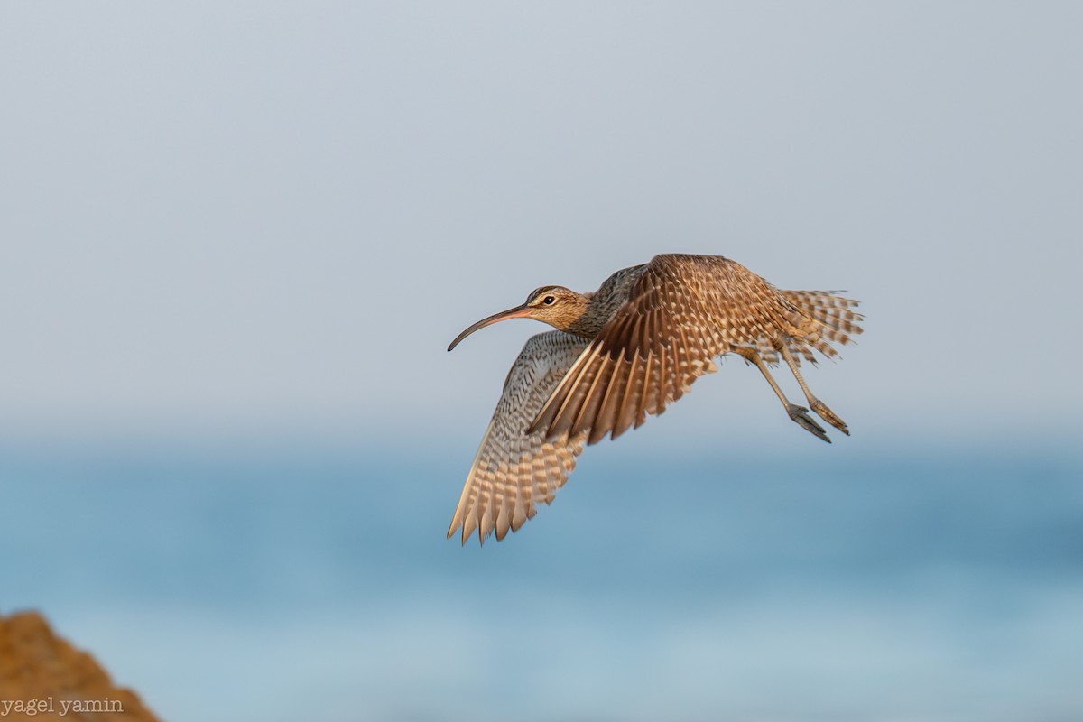 Eurasian Whimbrel - ML640770917