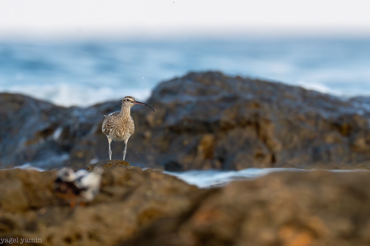 Eurasian Whimbrel - ML640770918