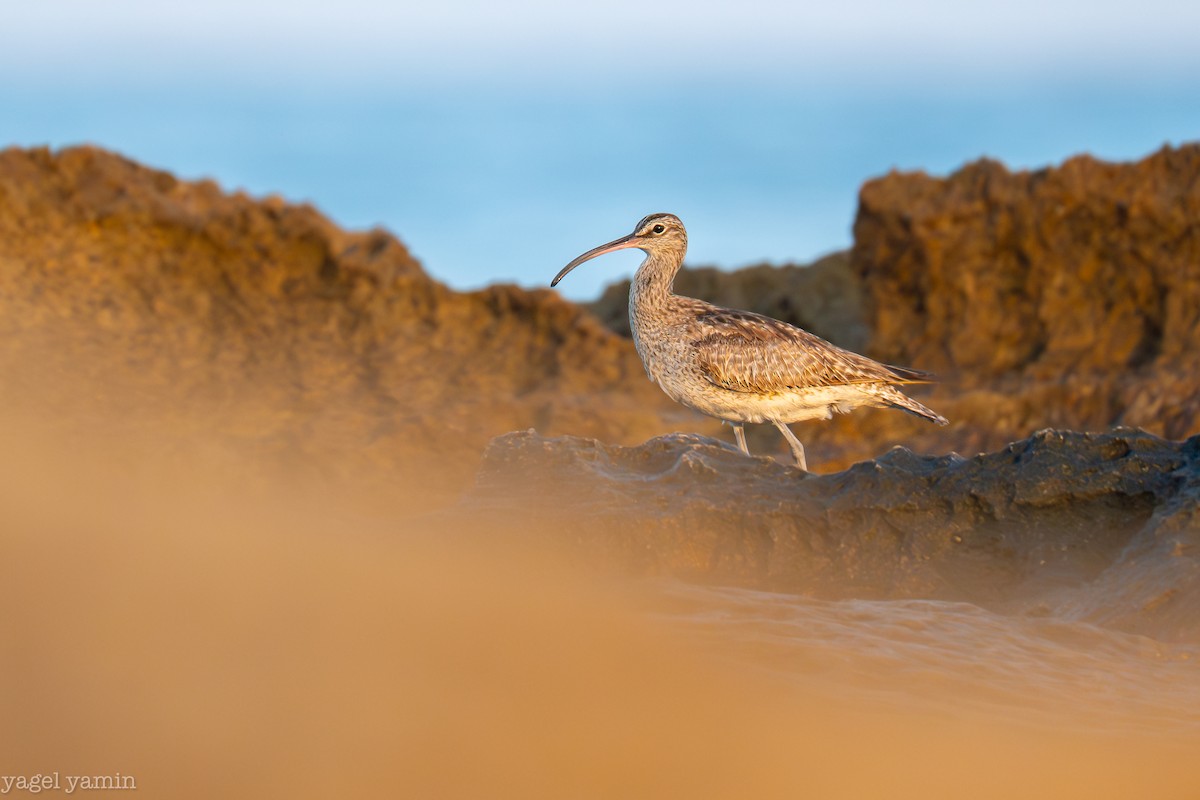 Eurasian Whimbrel - ML640770919