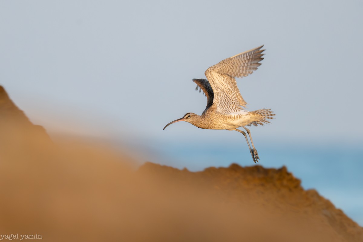 Eurasian Whimbrel - ML640770920