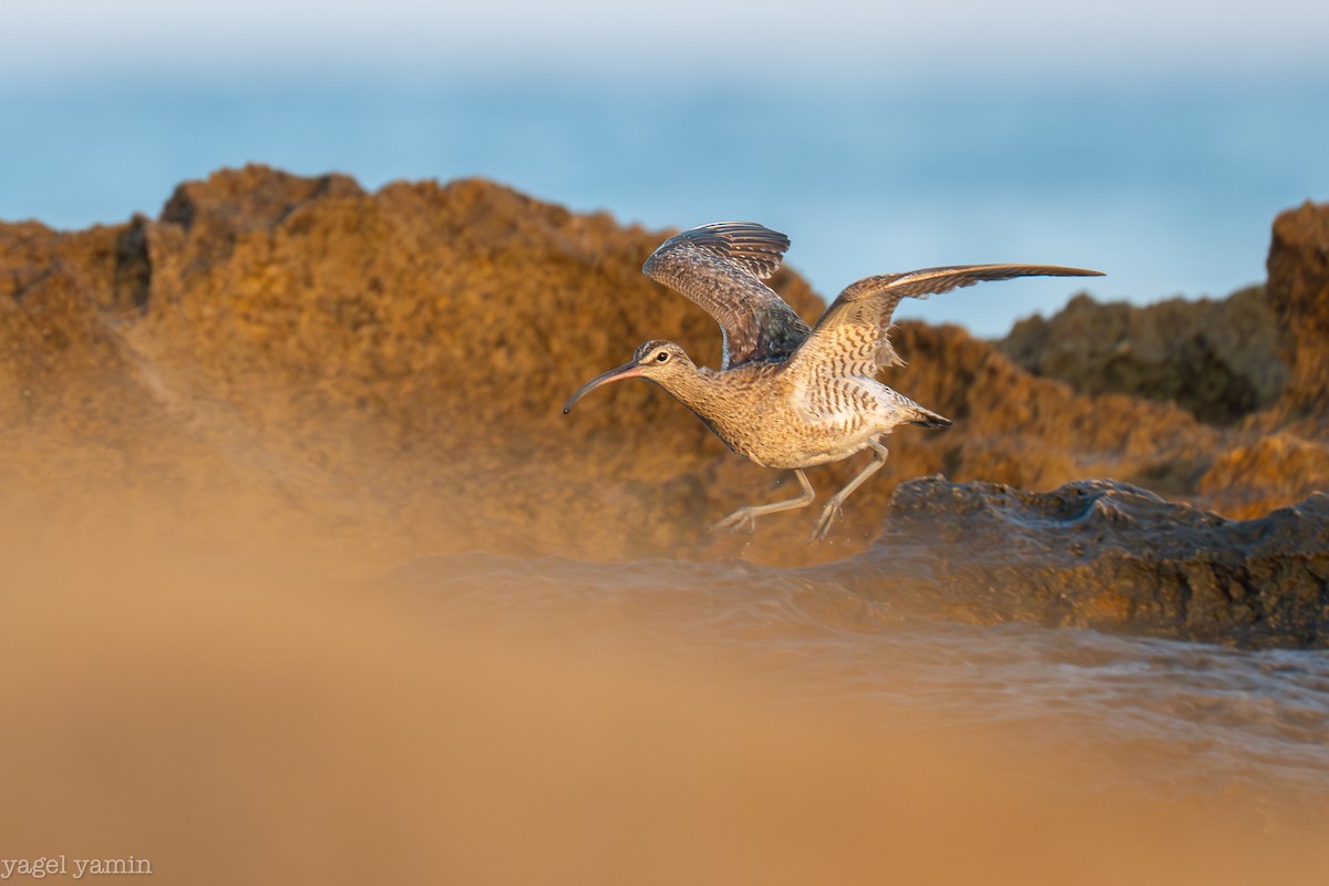 Eurasian Whimbrel - ML640770921