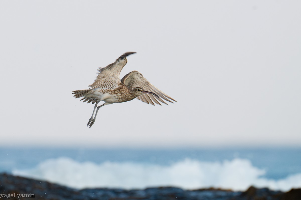 Eurasian Whimbrel - ML640770922