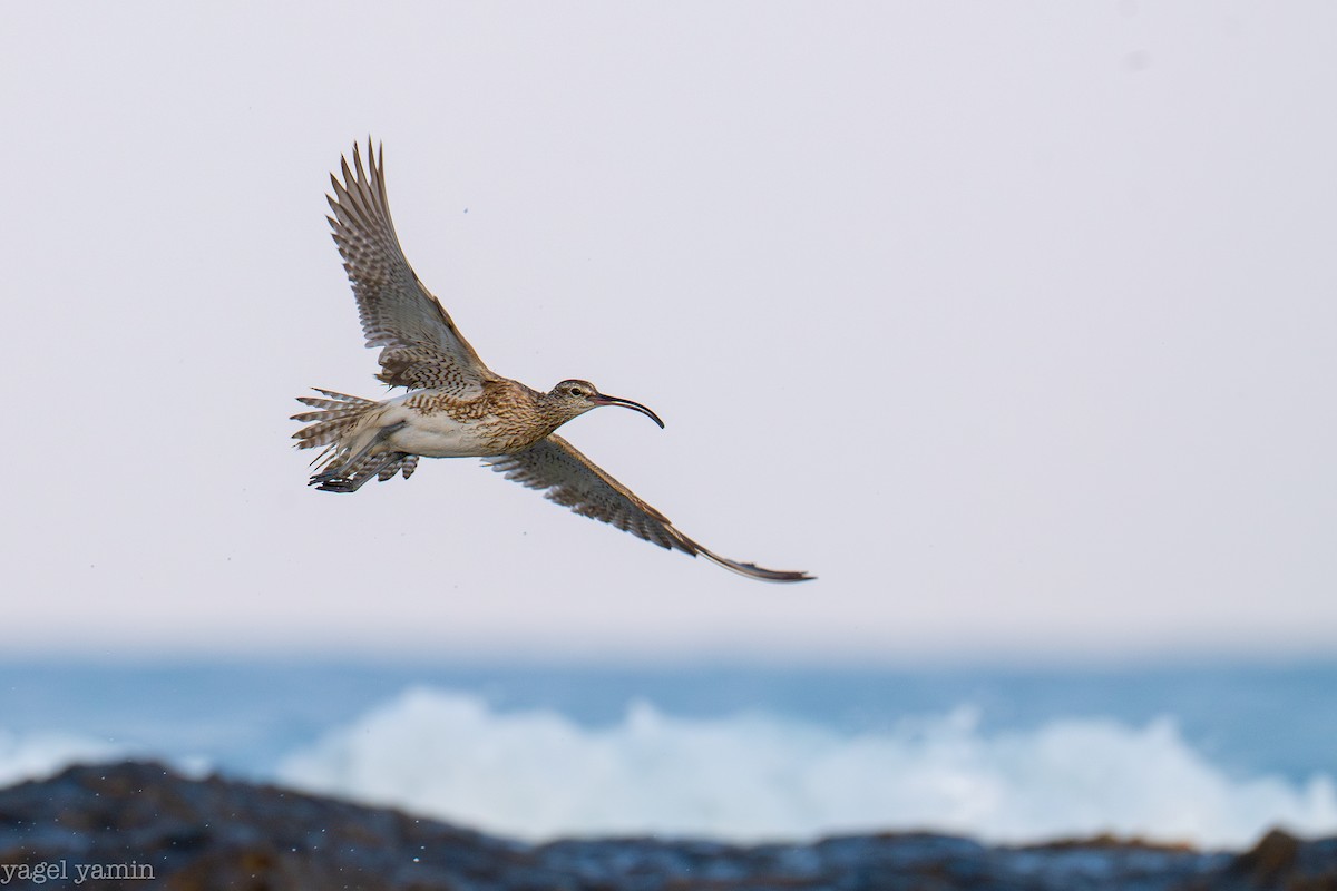 Eurasian Whimbrel - ML640770923