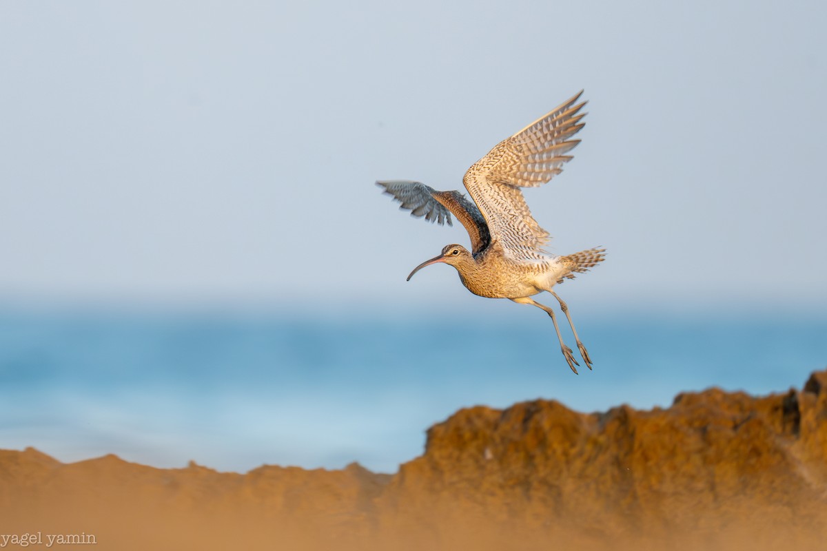 Eurasian Whimbrel - ML640770924