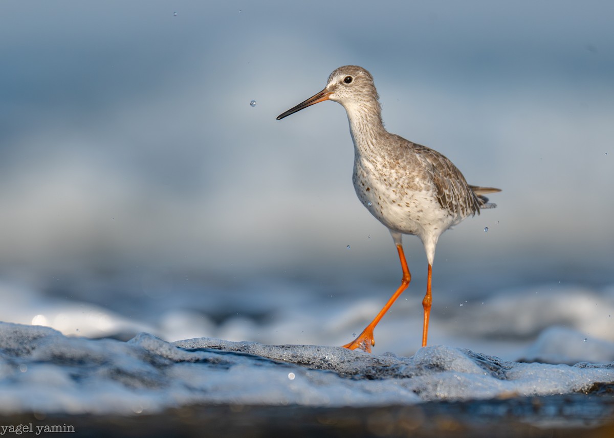 Common Redshank - ML640770935