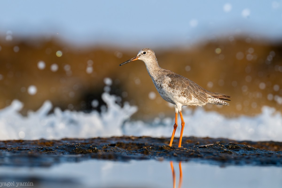 Common Redshank - ML640770936