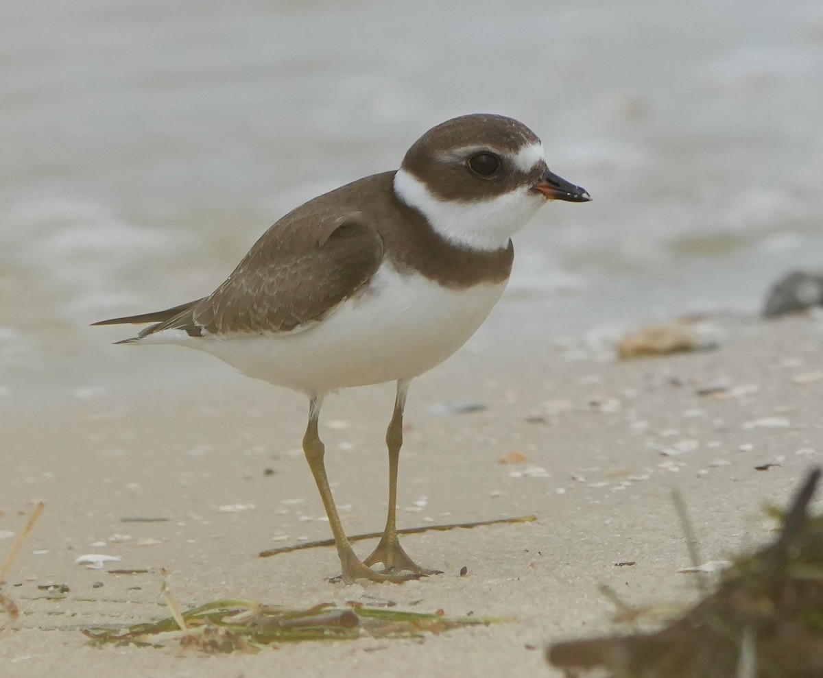Semipalmated Plover - ML640770970