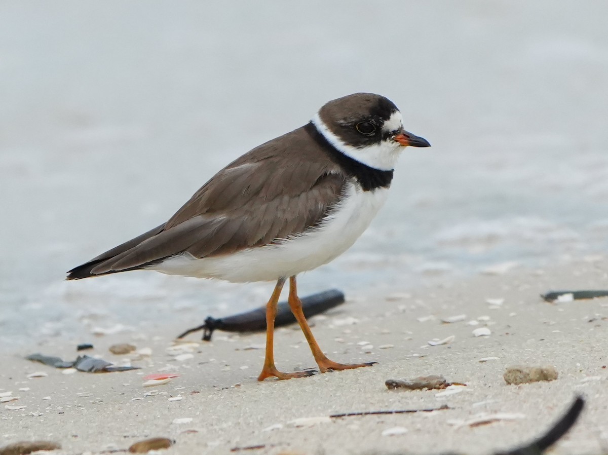 Semipalmated Plover - ML640770982