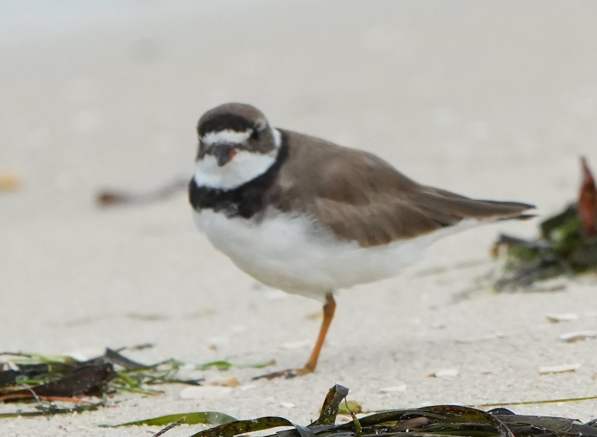 Semipalmated Plover - ML640770996