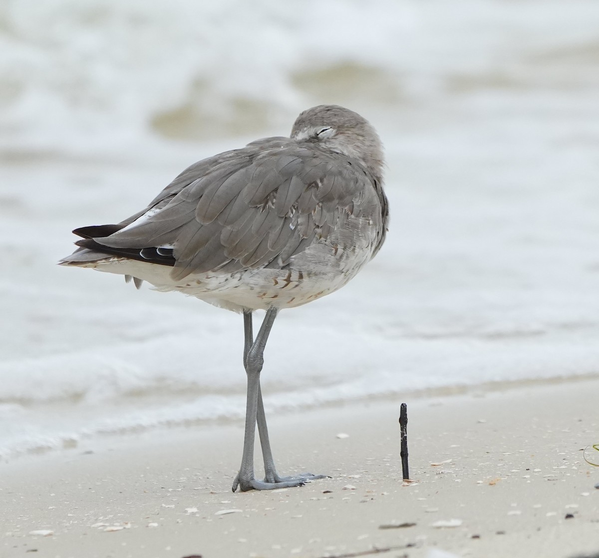 Willet - ML640771014
