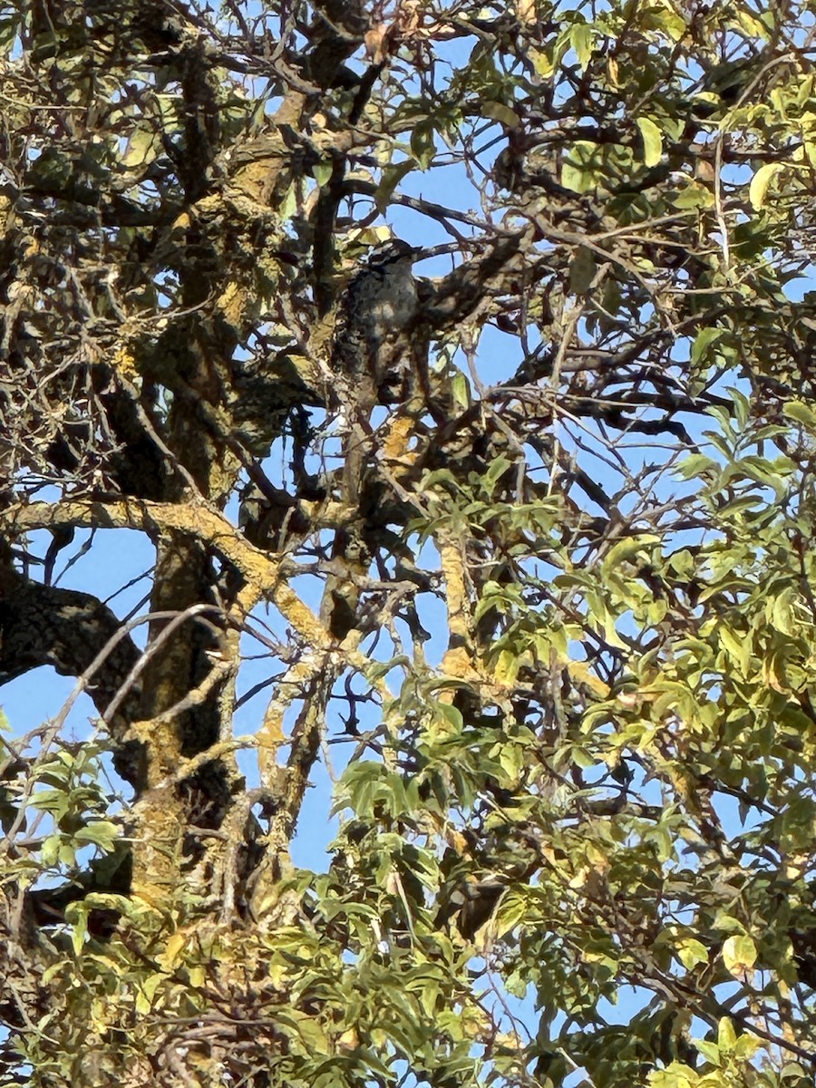 Nuttall's Woodpecker - ML640771015