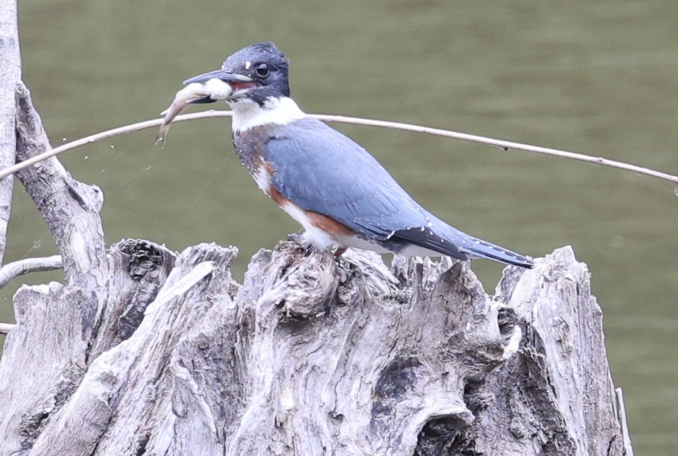 Belted Kingfisher - ML640771021