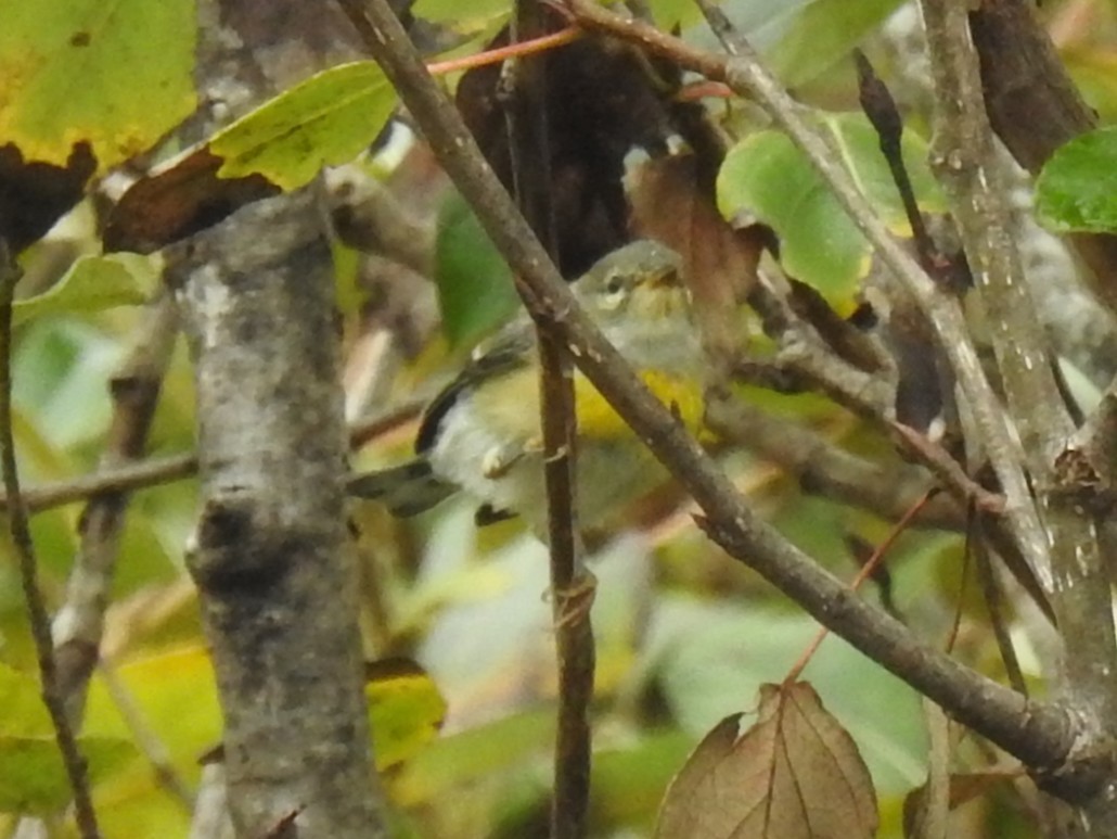 Northern Parula - ML640771024