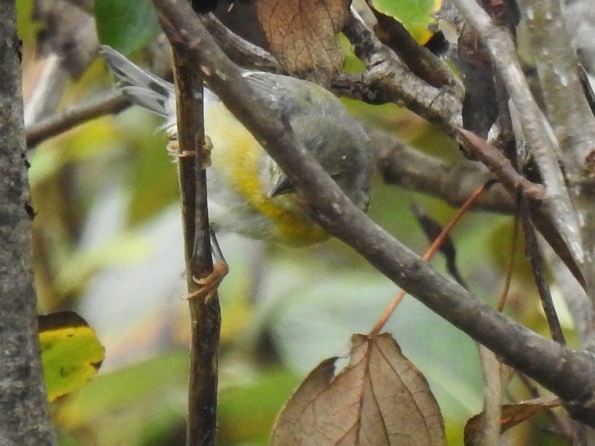 Northern Parula - ML640771046