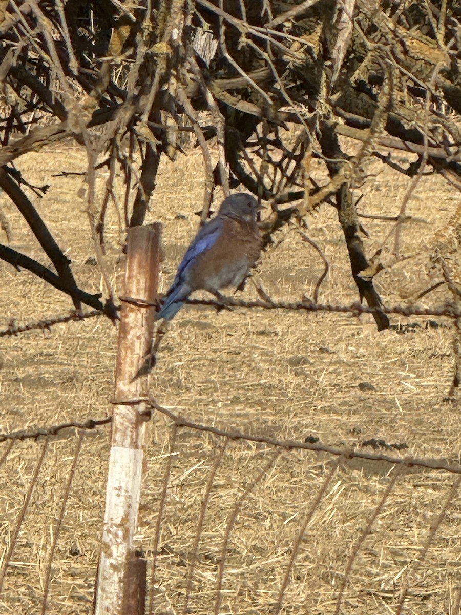 Western Bluebird - ML640771047