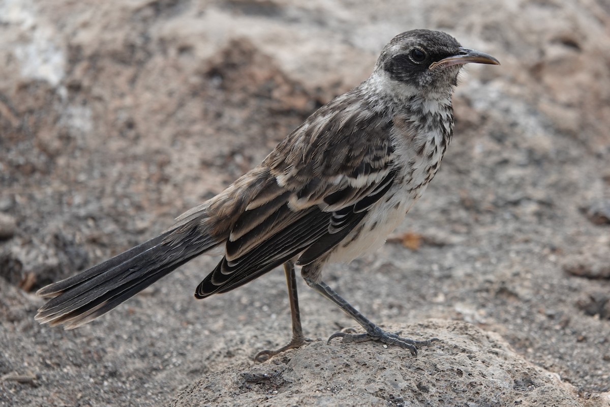 Galapagos Mockingbird - ML640771060