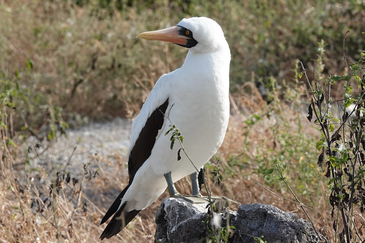 Nazca Booby - ML640771080