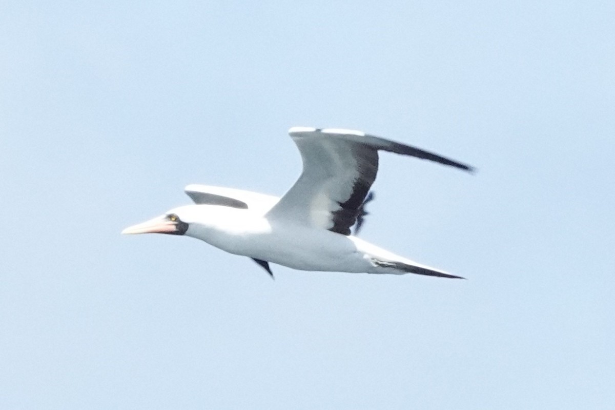 Nazca Booby - ML640771093