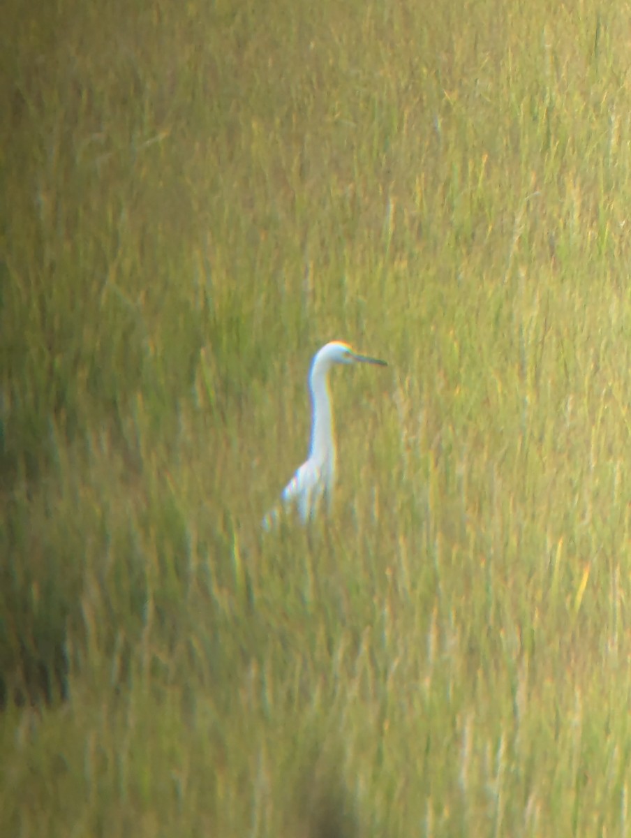 Little Blue Heron - ML640771105