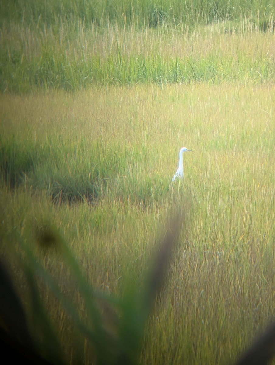 Little Blue Heron - ML640771106