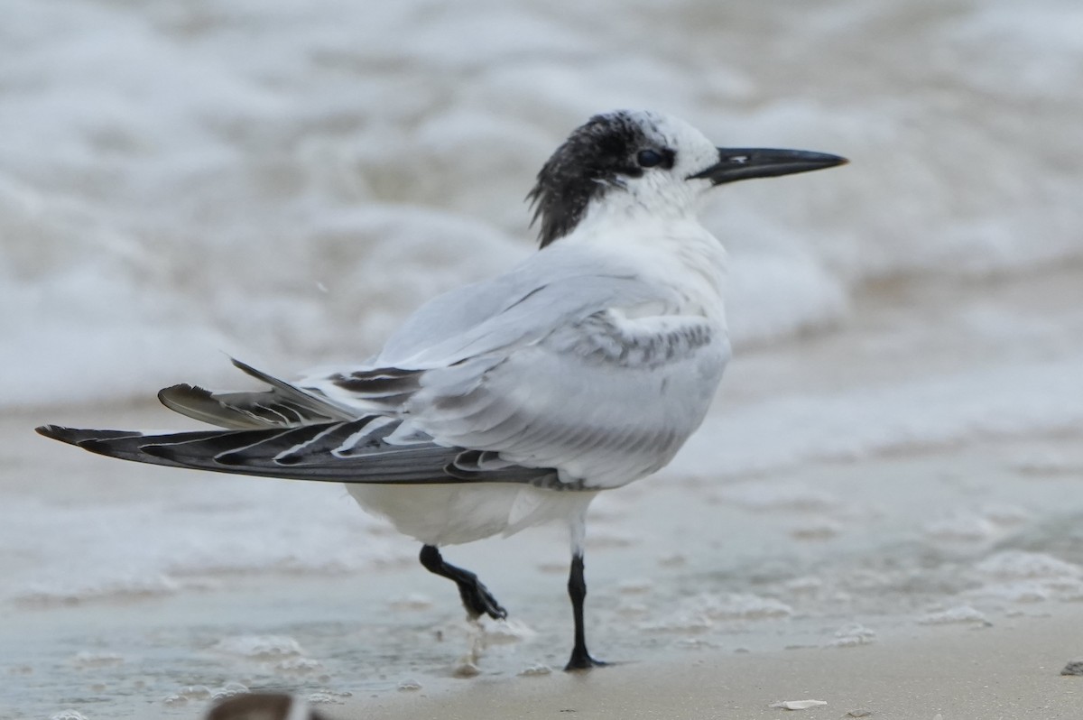 Sandwich Tern - ML640771144