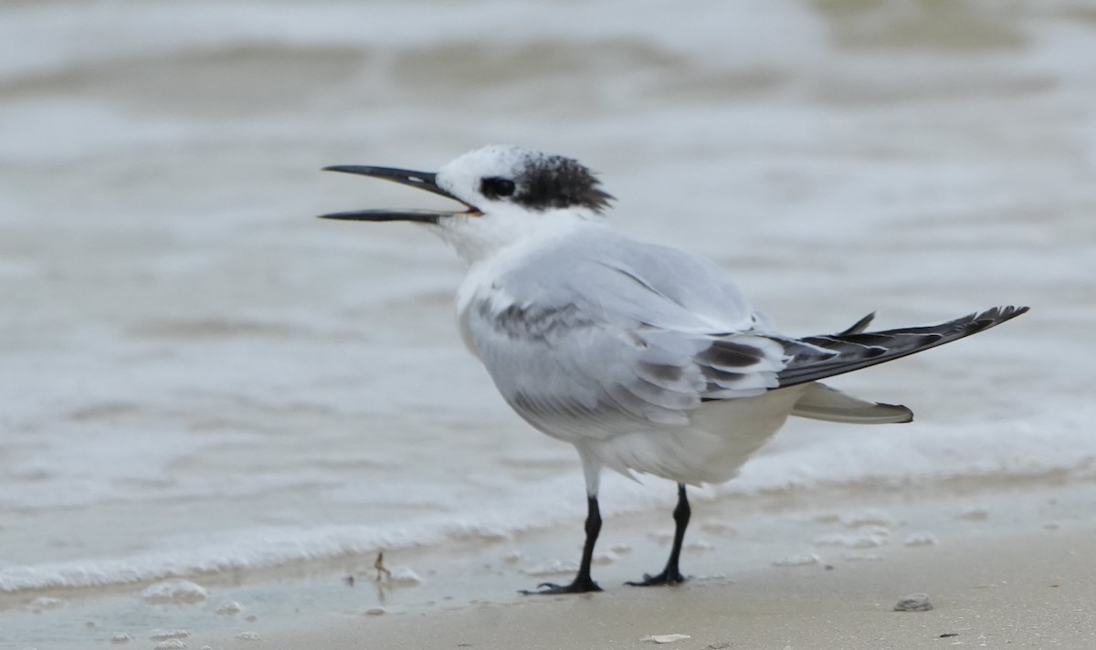 Sandwich Tern - ML640771162