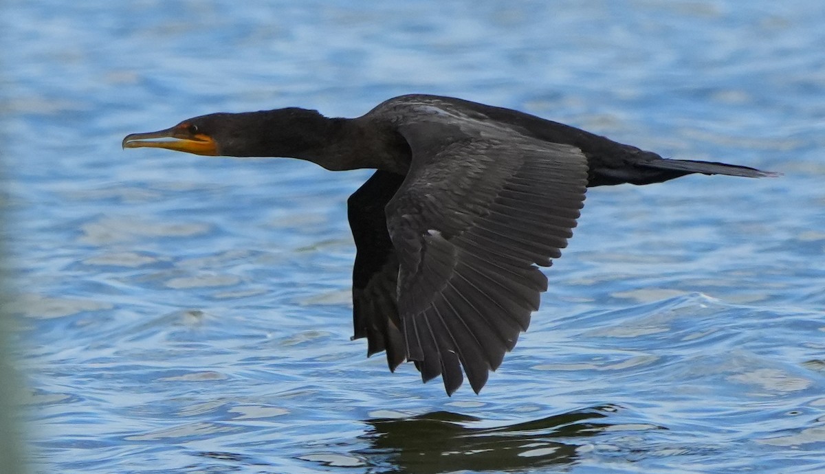 Double-crested Cormorant - ML640771250