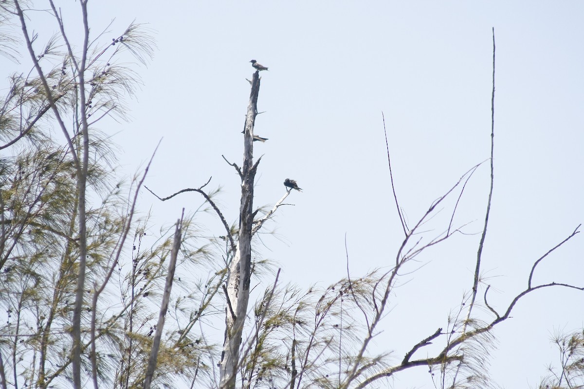 Cuban Martin - ML640771269