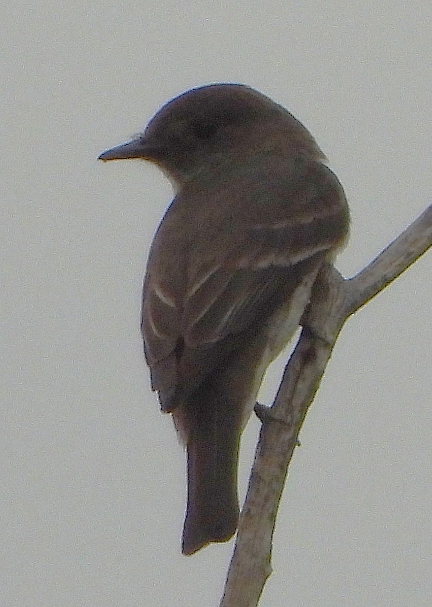 vestpivi - ML640771288