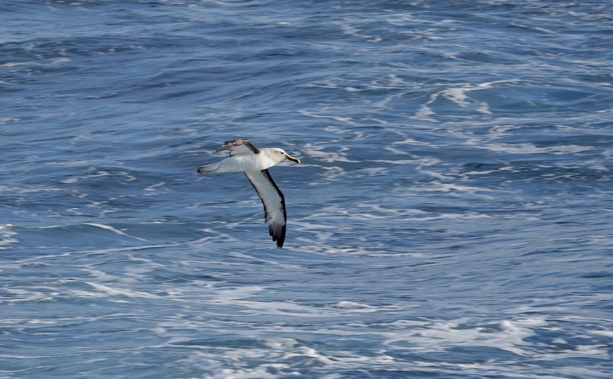 Buller Albatrosu - ML640771319