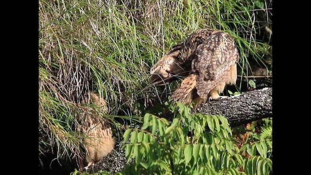 Rock Eagle-Owl - ML640771351
