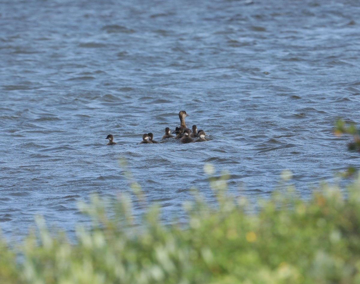 Black Scoter - ML640771352